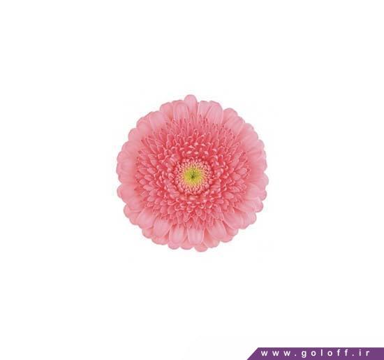 جدیدترین مدل گل - گل ژربرا کیس - Gerbera | گل آف